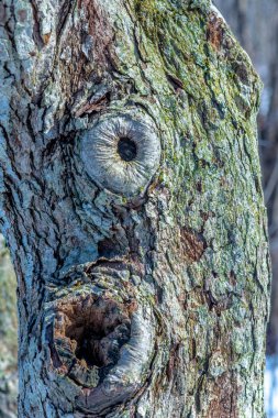 Liken ile kaplı bir ağacın parçası