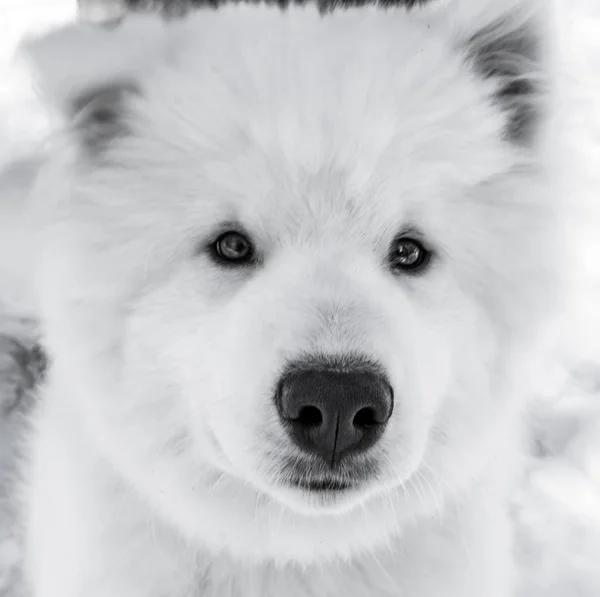 Perro como un oso polar — Foto de Stock