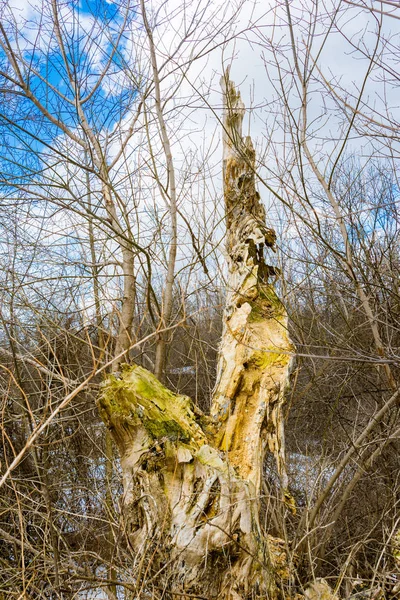 Strom snědý brouci v lese se proměnil v prach — Stock fotografie