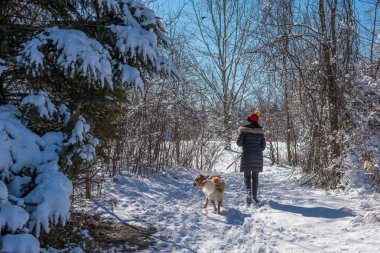Bir kız ormanda bir köpek ile güneşli, kış gününde yürüyor.