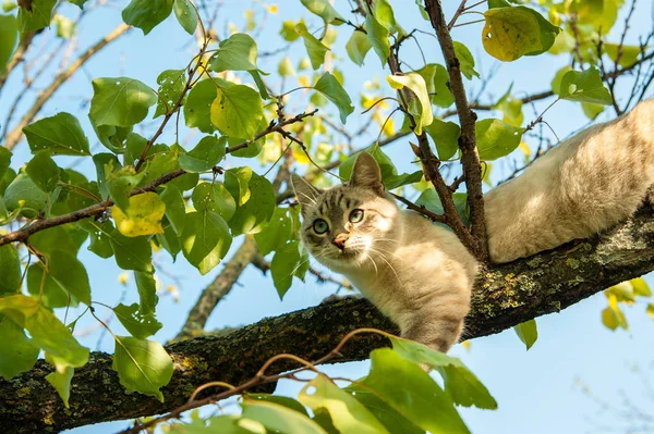 Кот, охотясь на птицу, залез на дерево — стоковое фото
