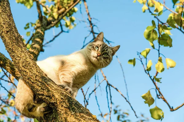 Pequeno gato brincando escalou uma árvore — Fotografia de Stock