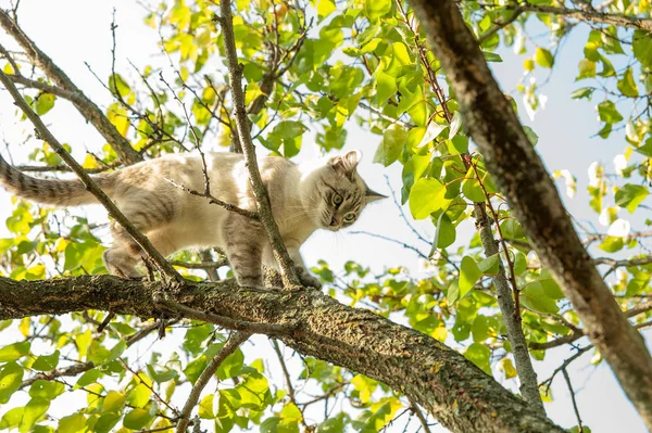 Маленькая кошечка пытается слезть с дерева . — стоковое фото