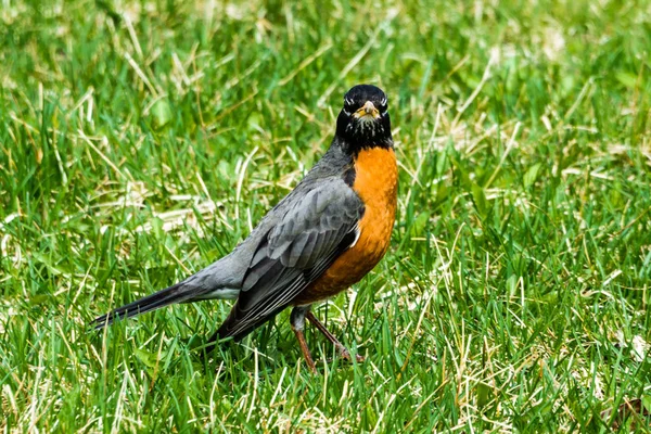 Ein grauer Vogel mit orangefarbener Brust steht auf dem Gras — Stockfoto