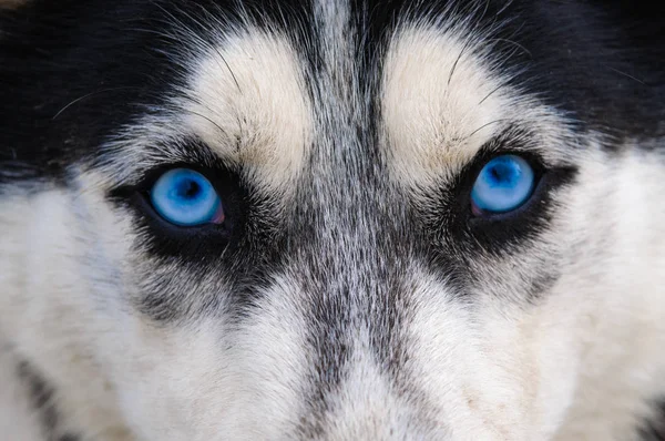 Olhos de lobo fixes e maus olhos azuis — Fotografia de Stock
