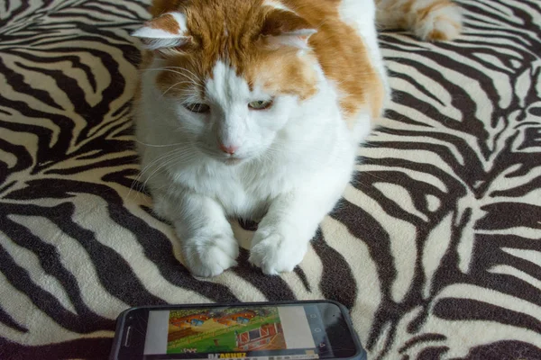 De kat kijkt naar het scherm waar het spel plaatsvindt. — Stockfoto