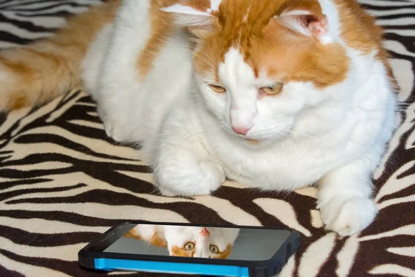 Kedi telefondaki fotoğrafınıza bakar — Stok fotoğraf