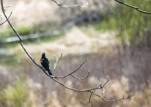 Un oiseau assis sur une branche, comme un présage du début du printemps — Photo