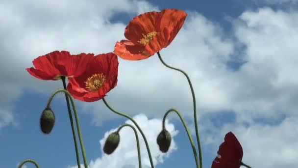 美丽的红色草地罂粟站在风中 与白云的蓝天 — 图库视频影像