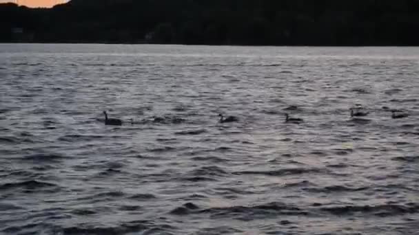 Kanadyjskie Gęsi Zachodzie Słońca Pociąg Pływania Młode Pisklęta Gęsie — Wideo stockowe