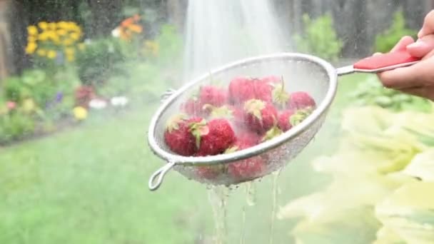 庭に集まったシャワーイチゴの強い圧力の下で男が洗っている — ストック動画