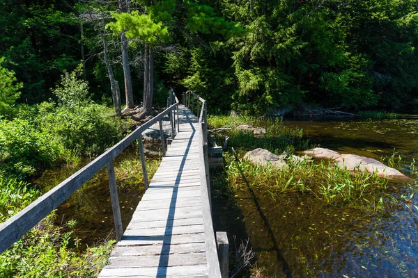 Orman bataklık üzerinde ahşap köprü — Stok fotoğraf