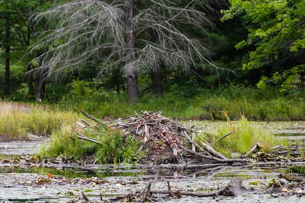 Beaver ház a tavon az erdőben — Stock Fotó