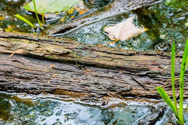 Un frammento di legno che marcisce in una palude — Foto Stock