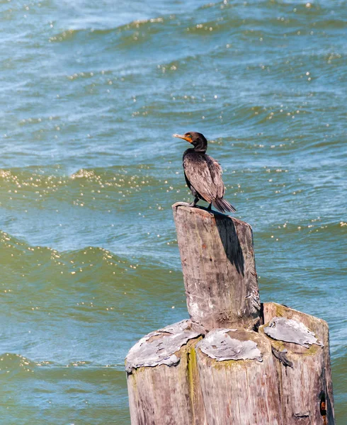 Einsamer Kormoran wartet auf Verwandte — Stockfoto