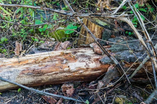 Bark beetles have worked on a fallen tree — Stock Photo, Image