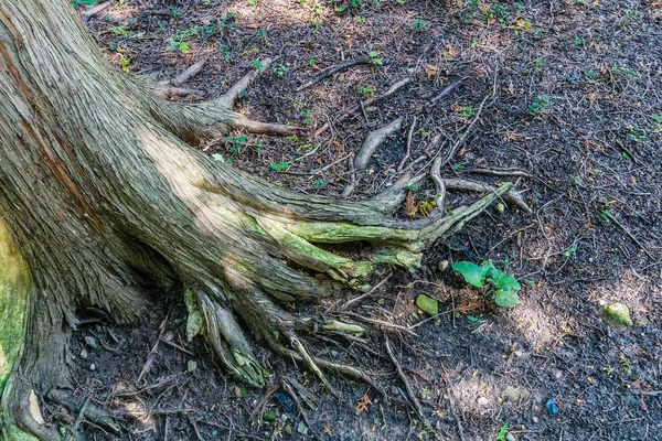 Złamane korzenie drzewa rachityczne pokryte pleśni — Zdjęcie stockowe