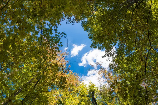 Γαλάζιος ουρανός με λευκό σύννεφο μέσα από το Φθινοπωρινό φύλλωμα — Φωτογραφία Αρχείου