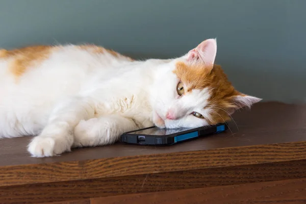 Kedi kafasını telefona koydu.. — Stok fotoğraf