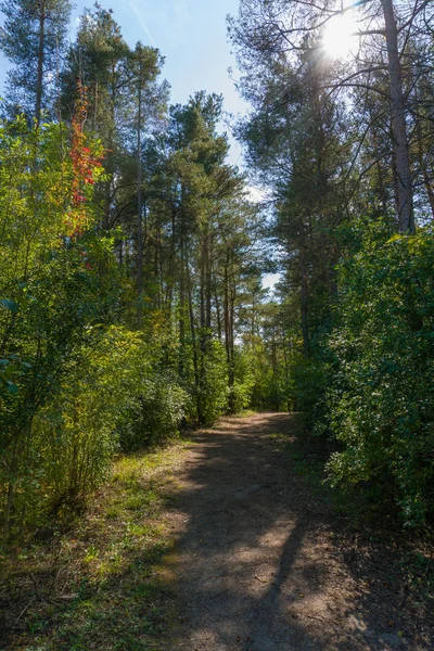 The rays of the evening sun through the tall pines — Stock Photo, Image