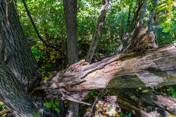 Caries tronco de árbol roto acostado en árboles sanos Fotos de stock
