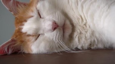 Uyanıp, kırmızı lekeli esneyen büyük beyaz kedi dişlerini gösterdi ve tekrar uykuya daldı.