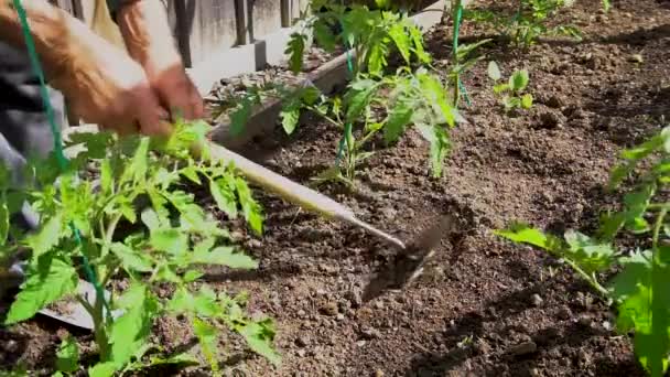 Cultivar Tomates Cultivar Tierra Alrededor Plántulas Jóvenes Cerezo — Vídeo de stock