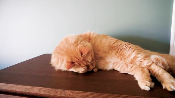 Katze Spielt Mit Einer Kleinen Runden Gelben Reifen Traubenbeere — Stockvideo