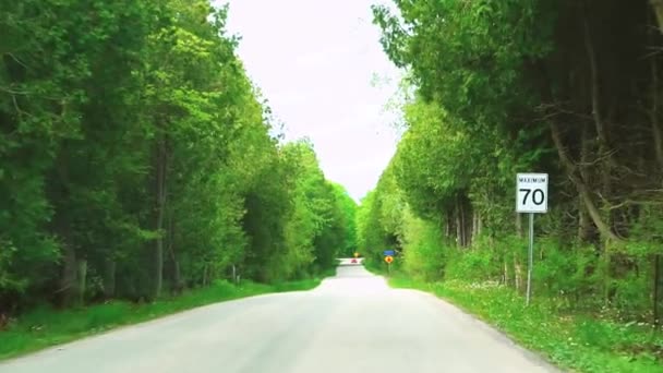 Дорога Ведущая Через Зеленый Коридор Деревьев Свежими Покрытыми Пылью Весенней — стоковое видео