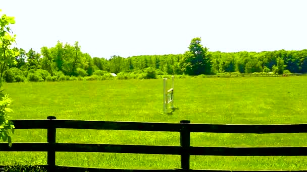 Summer Came Riders Brought Horses Large Green Meadow Outdoor Training — Stock Video