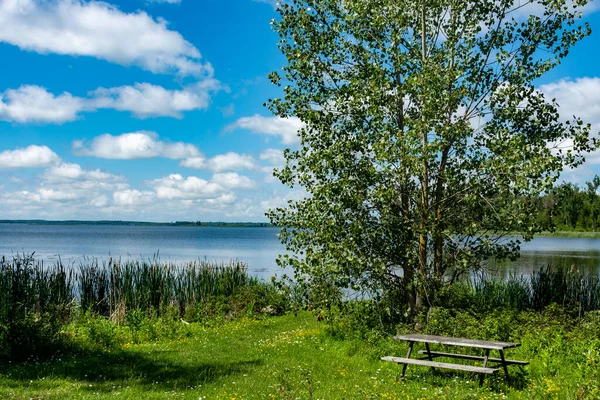 湖边有一棵美丽的橡树 在它的下面 在草坪上 有一张桌子 上面有两张长椅 — 图库照片