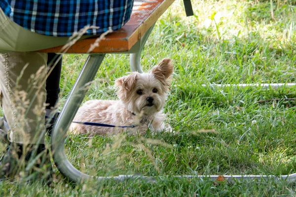 Owner Sits Bench Rests Cute Dog Lies Shade Bench Grass — Stock Photo, Image