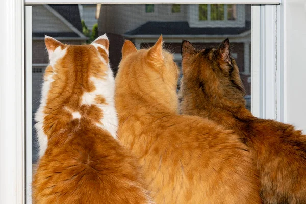 Nieuwsgierige Katten Kijken Vanuit Het Raam Aandachtig Hoe Vogels Onder — Stockfoto