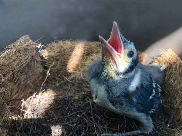 Ein Blaues Eichelhäher Küken Öffnet Wenn Seine Eltern Sieht Den — Stockfoto