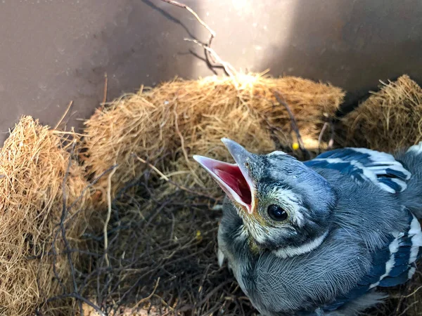 Blue Jay Nest Stock Photos Royalty Free Images Depositphotos Blue Jay Nest Stock Photos Royalty Free Images Depositphotos
