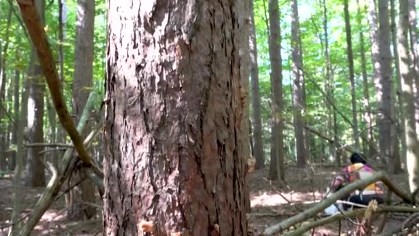 Herbstpilze Des Honigagariums Wachsen Einem Strauß Auf Bäumen Einem Kiefernwald — Stockvideo