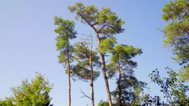 Çam ağaçlarının tepeleri rüzgarda sallanıyor mavi bir arka planda ve hışırdayan çam iğneleriyle