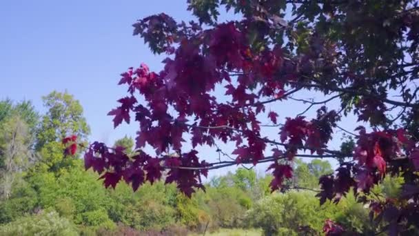 Hojas Arce Rojo Brillante Susurro Viento Otoño Ramas Arce Balanceo — Vídeos de Stock