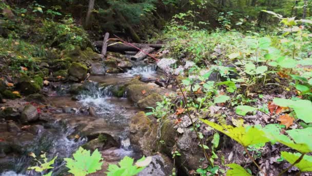 Ruisseau Coulant Dans Une Forêt Sauvage Profonde Parmi Les Arbres — Video