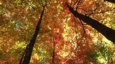 Ekim ayı başlarında, akçaağaçlar altın rengi almaya başlar..