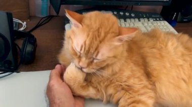 Büyük adanın yanına bir taş kale ve kaleye giden bir köprü inşa edildi..