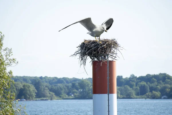 Gluttonous Seagull Jakt Efter Mat Satt Någon Annans — Stockfoto