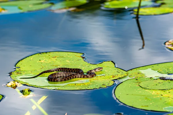 Eine Wasserschlange Liegt Auf Einem Seerosenblatt Auf Einem See Und — Stockfoto