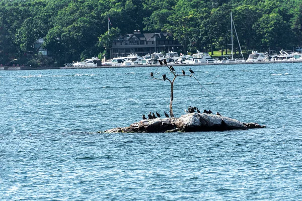 Karabataklar Solmuş Küçük Bir Ağacı Olan Küçük Bir Adayı Işgal — Stok fotoğraf