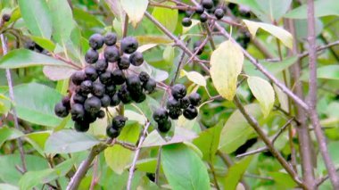 A medicinal plant, chokeberry, or black row ant