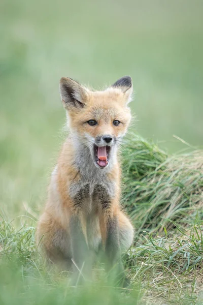 Sleepy Red Fox Vulpes Vulpes Pup — Stock Photo, Image