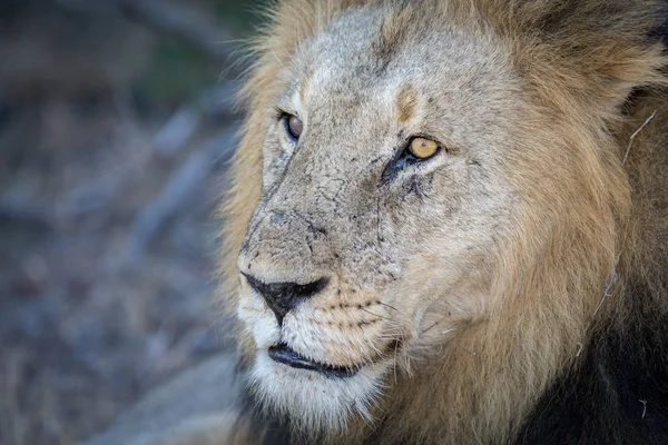 Portret Van Een Volwassen Mannelijke Leeuw Panthera Leo Met Veel — Stockfoto