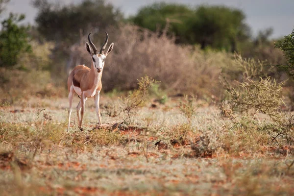 Antilopa skákavá ram zíral na fotograf. — Stock fotografie