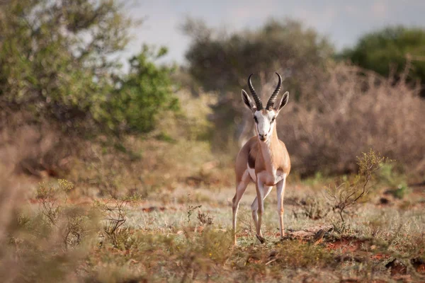 Antilopa skákavá ram zíral. — Stock fotografie