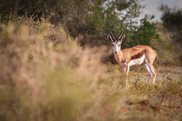 Antilopa skákavá ram na farmě. — Stock fotografie